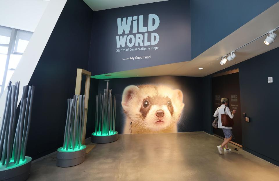 The Wild World exhibit at the Natural History Museum of Utah in Salt Lake City on Wednesday, June 7, 2023. Wild World: Stories of Conservation & Hope brings museumgoers up close and personal with 12 species. | Jeffrey D. Allred, Deseret News