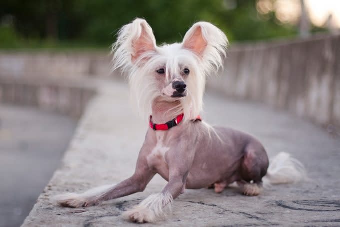 hairless chinese crested dog lies on a huge concrete staircase