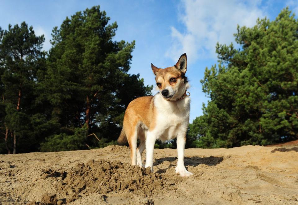 Norwegian Lundehund