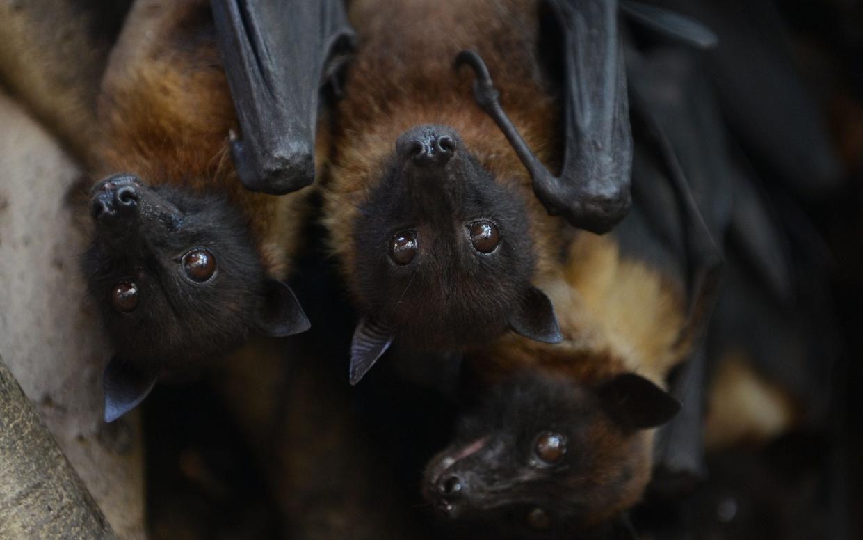 Nipah virus sparks regular outbreaks in Bangladesh and India, with transmission thought to be linked to the consumption of fruits or date palm juice which have been contaminated by the urine or saliva of infected fruit bats. - SAM PANTHAKYSAM PANTHAKY/AFP