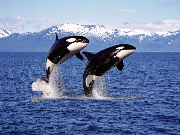 Orcas