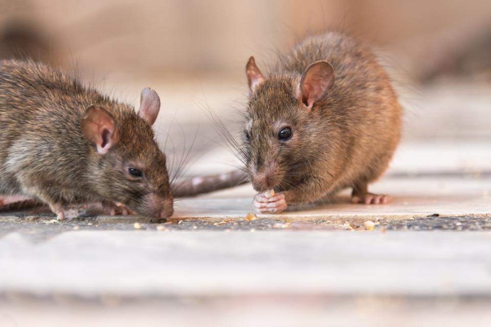 Ensuring proper disposal of food waste and trash is highlighted by pest controllers as one of the simplest methods to decrease rat sightings