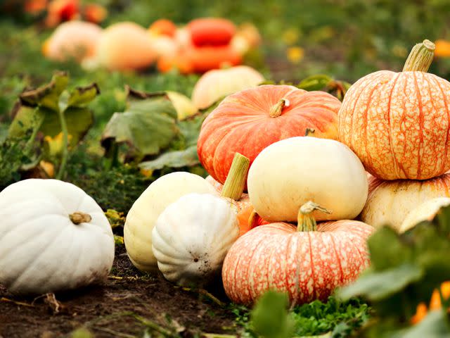 Chuvipro/Getty Images Pumpkins come in a variety of sizes, shapes, and colors.