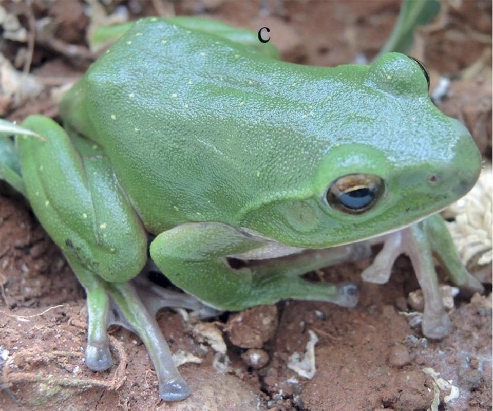 The tree frogs are named after the region in China where they live, experts said.
