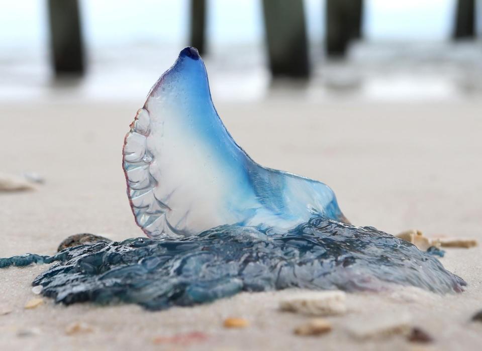 JELLYFISH: These squishy critters injure beach-goers far more often than any other type of sea life. Since a sting from jellyfish tentacles can prove painful even when the creature is dead, smart beach-goers everywhere give them a wide berth both in the water and along the shore. The U.S. National Library of Medicine, National Institutes of Health, offers advice on how to treat jellyfish stings. NOAA  In the photo above: Man o' War: What are they: Another cluster of organisms and not a true jellyfish, the Man o' War is actually a group of orgaisms acting as one to survive. They're so named because the top sailsits on top of the water and resembles a warship at full sail. Do they sting: YES. Man oí War have incredibly long tentacles (up to 100 ft!) and they pack a wallop that may send someone to the ER if they have a reaction. STAY AWAY.