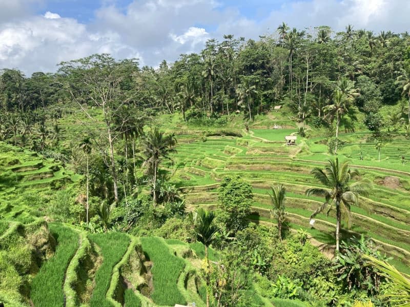 Bali's famous rice fields: Last year, Indonesian authorities announced that visitors would have to pay $10 to enter the resort island. Carola Frentzen/dpa