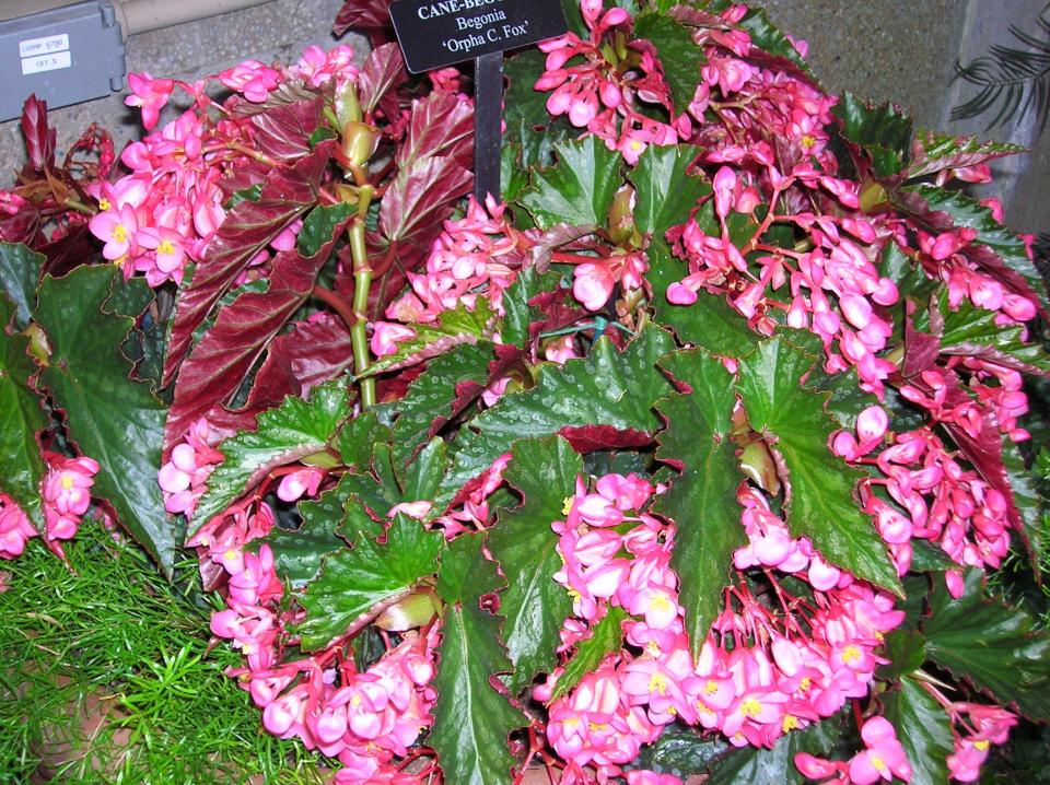 A landscape favorite in Southern gardens, cane begonias light up shaded areas with abundant blooms.