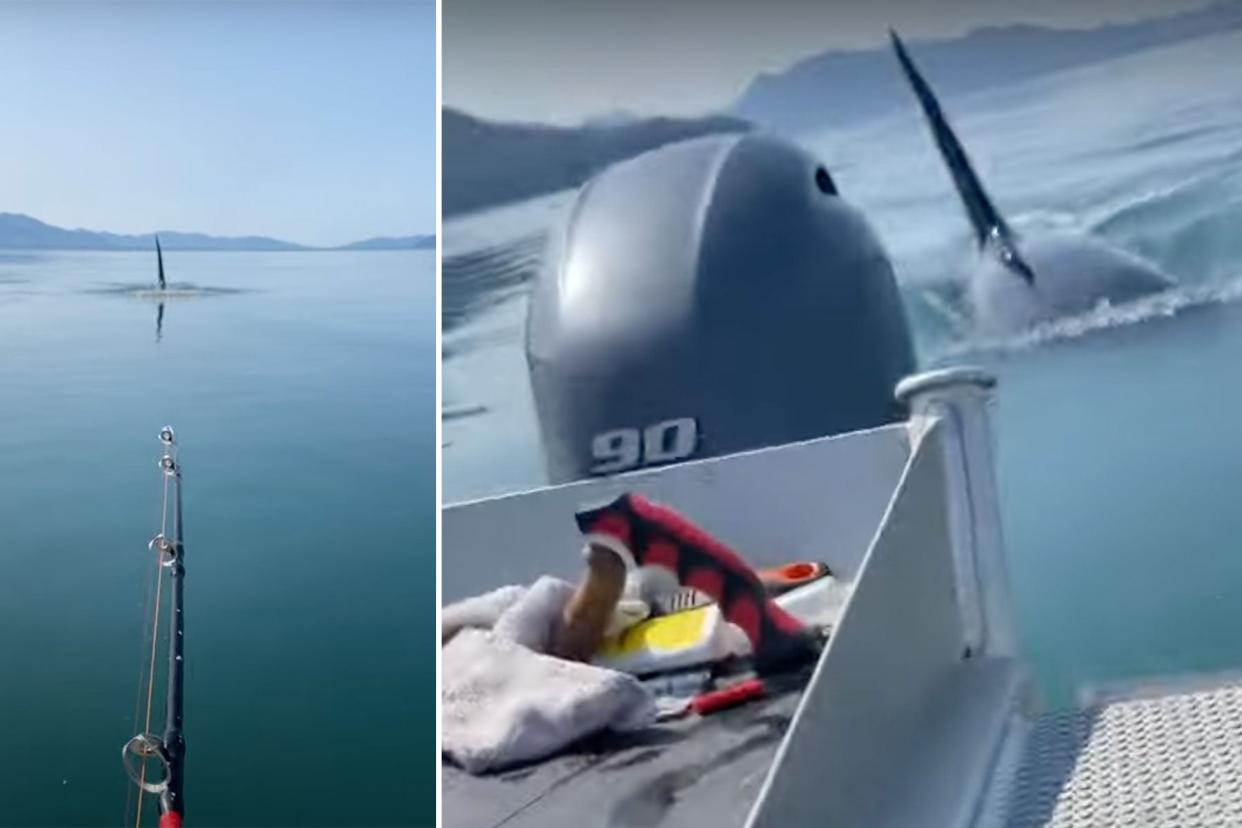 Watch a Killer Whale Charge a Small Fishing Boat photo