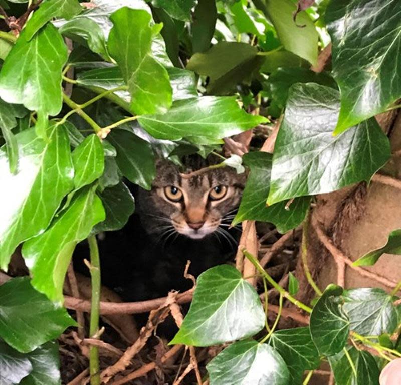 動物保護組織的義工們在樹上發現浪貓一家人。（翻攝自Cats Protection臉書）
