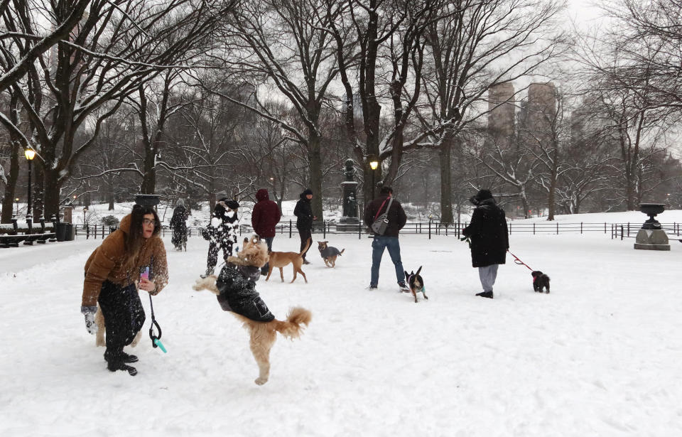 People play with their dogs in the snow in Central Park on Tuesday. (Gary Hershorn/Getty Images)