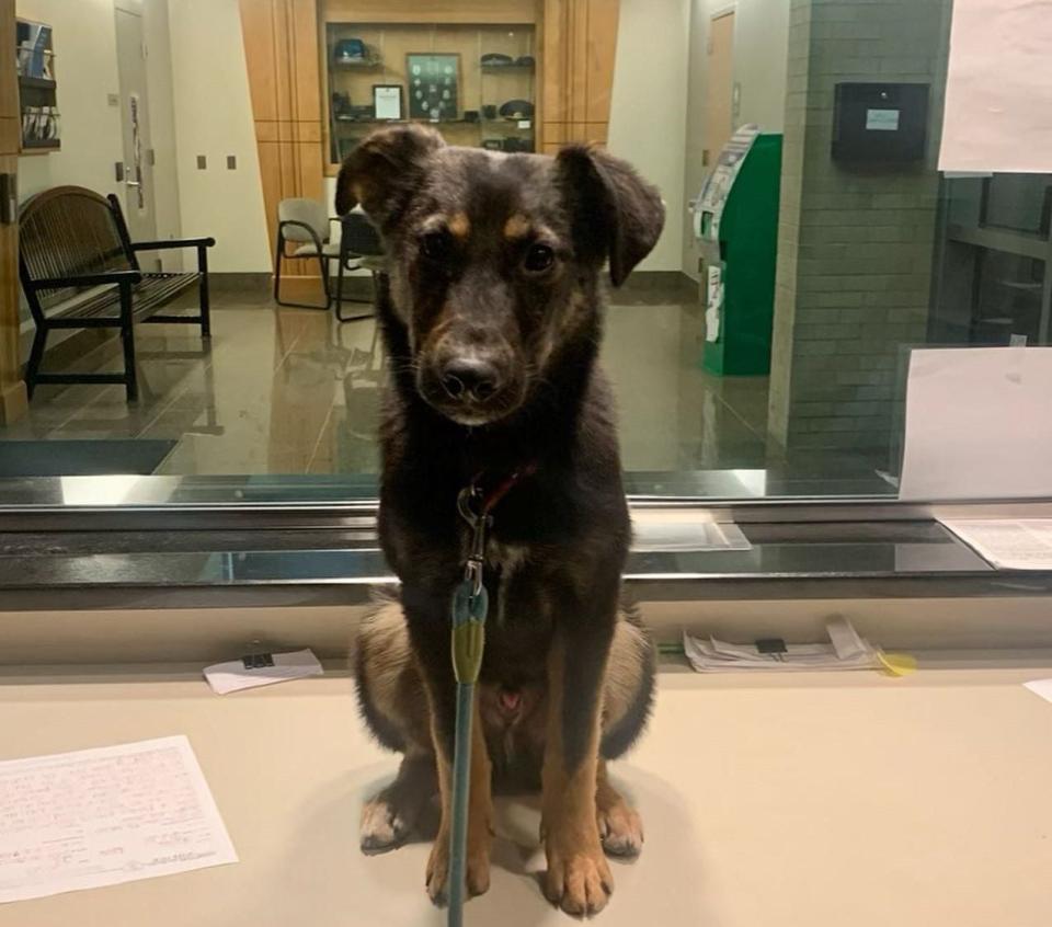 Copper, a German shepherd puppy, has found a new forever home after he was found abandoned at Hampton Beach.