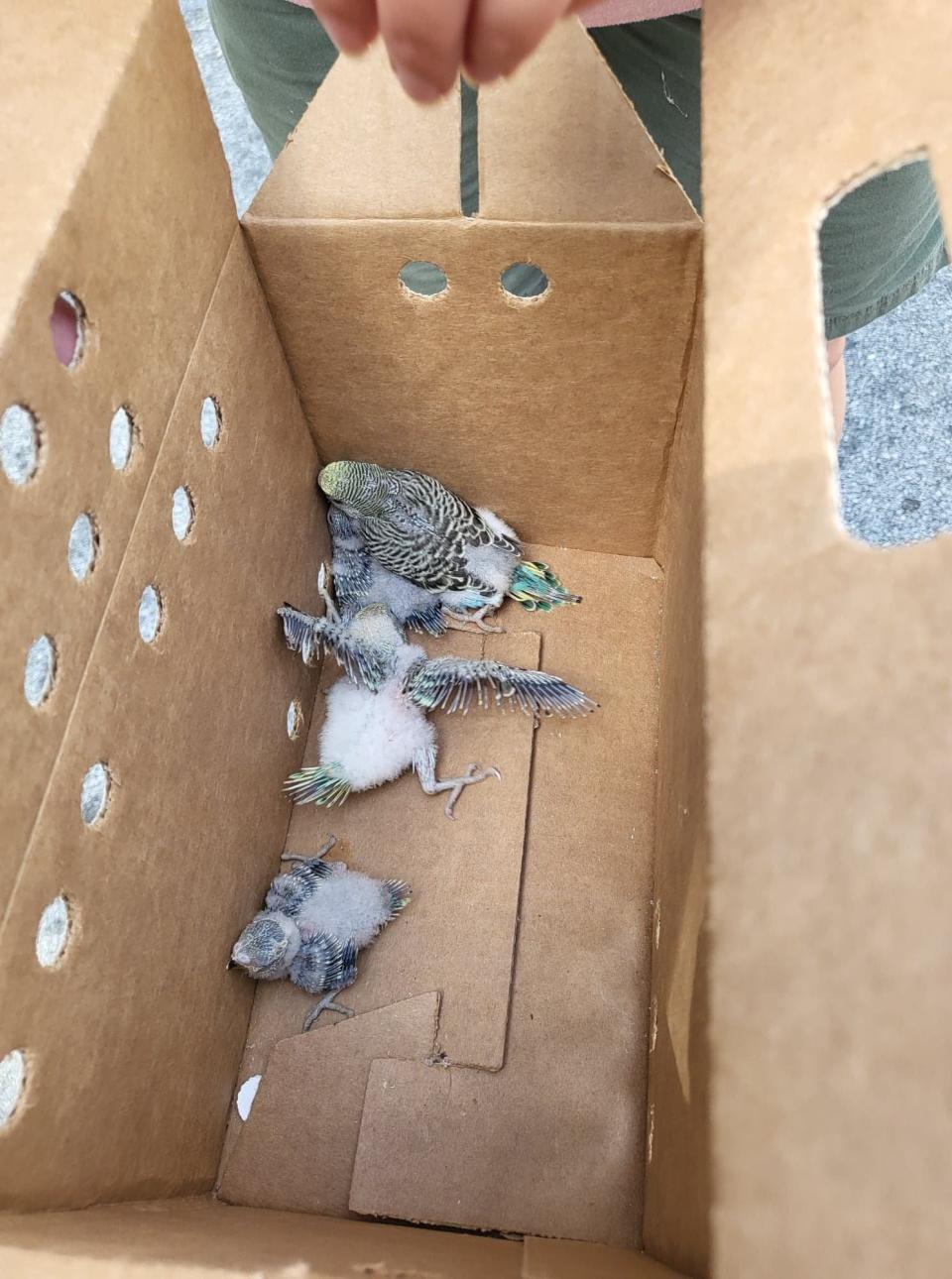 Several baby parakeets were rescued from inside the walls of a Fort Walton Beach home earlier this month. More 160 other birds were left without care after their owner passed away.
