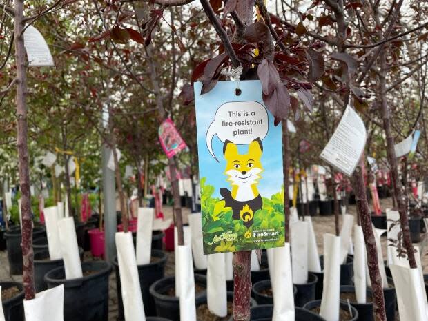 Tags at select Art Knapp garden centres indicating which plants are fire-resilient are being used to educate people about how to better protect their homes. (Andrew Kurjata/CBC - image credit)