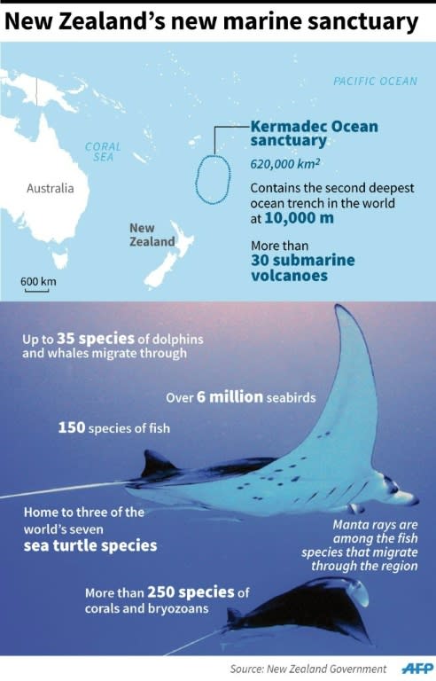 The Kermadec Ocean Sanctuary is home to thousands of important species, including whales, dolphins, seabirds and endangered turtles