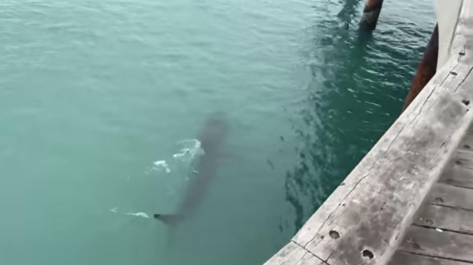 A shark filmed swimming at Lorne pier