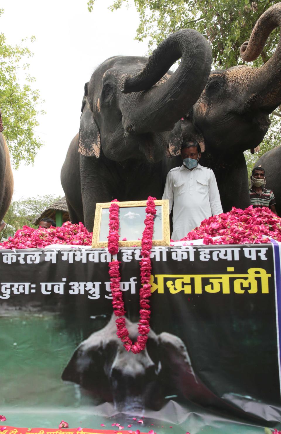 JAIPUR, INDIA - JUNE 4: A group of elephants raise their trunks in salute to the female elephant that was killed in Kerala, at Hathi Gaon on June 4, 2020 in Jaipur, India. The pregnant pachyderm died last week while standing in water after being fatally wounded by eating a firecracker laden pineapple. (Photo by Himanshu Vyas/Hindustan Times via Getty Images)