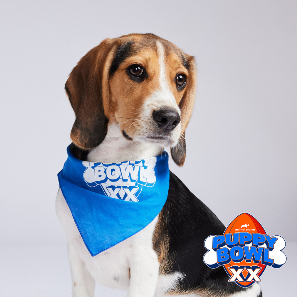 Jambu will participate in Team Fluff during Puppy Bowl XX, which will air on Feb. 11.