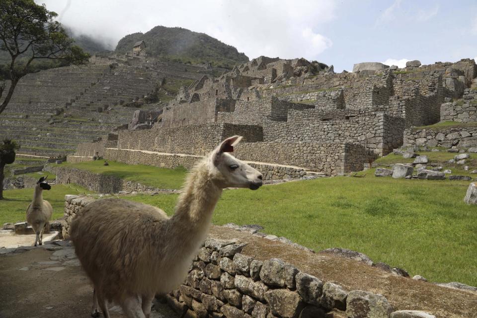 Lamas walk inside the empty Machu Picchu archeological site, devoid of tourists while it's closed amid the COVID-19 pandemic, in the department of Cusco, Peru, Tuesday, Oct. 27, 2020. Currently open to maintenance workers only, the world-renown Incan citadel of Machu Picchu will reopen to the public on Nov. 1. (AP Photo/Martin Mejia)