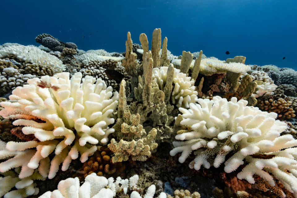 a coral reef