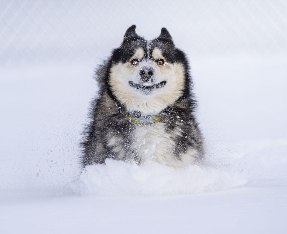 22) Dashing through the snow by Marko Jovanovic