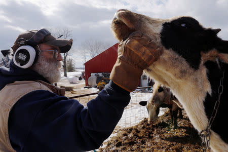 Dairy farmer Fred Stone checks on his cows, after discovering the soil, hay, and the milk from the cows on the farm contain extremely high levels of PFAS chemicals resulting from a 1980's state program to fertilize his pastures with treated sludge waste and making the milk unsuitable for sale, at the Stoneridge Farm in Arundel, Maine, U.S., March 11, 2019. Picture taken March 11, 2019. REUTERS/Brian Snyder