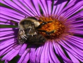Gardeners can provide a food source for pollinator insects by planting a pollinator garden in their yard.