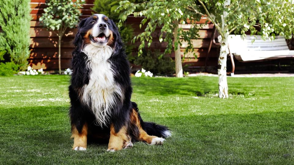 Find the perfect furry companion with this list of the best-behaved dog breeds