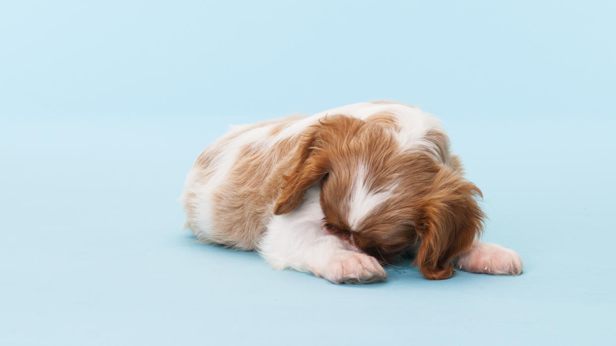  Dog hiding behind his paw 