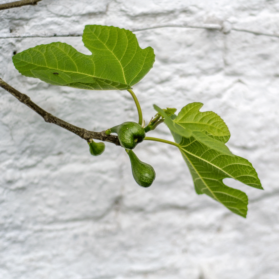 Fig tree