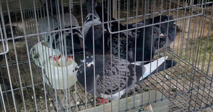 擄鴿集團利用非法捕捉賽鴿的方式，向被害鴿主強討贖金，惡劣行為嚴重影響到賽鴿比賽。（圖／警方提供）