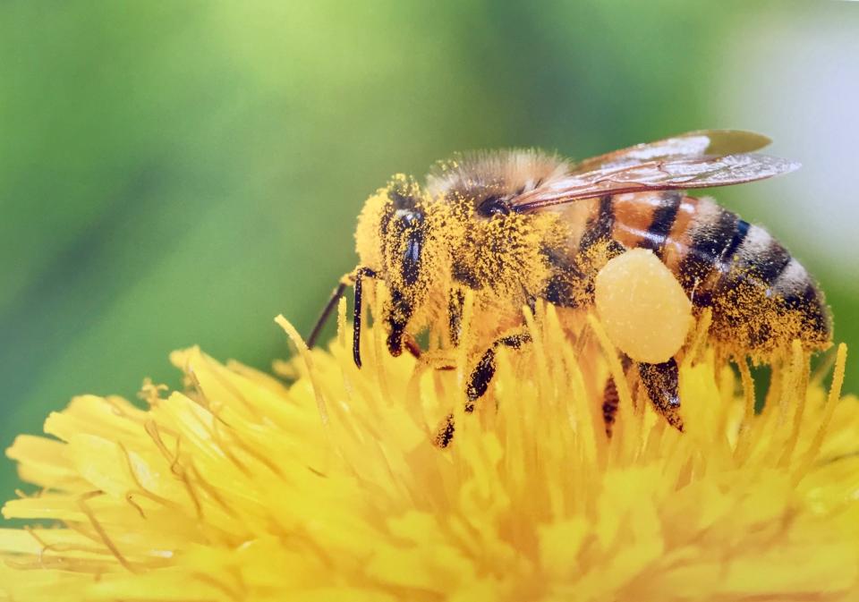 Pollinators play a critical role in the overall success of food crops.