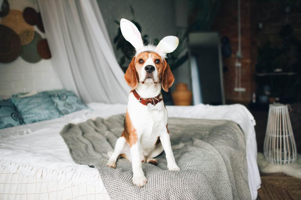 a beagle dog is sitting on the bed with cute bunny ears easter bunny a pet