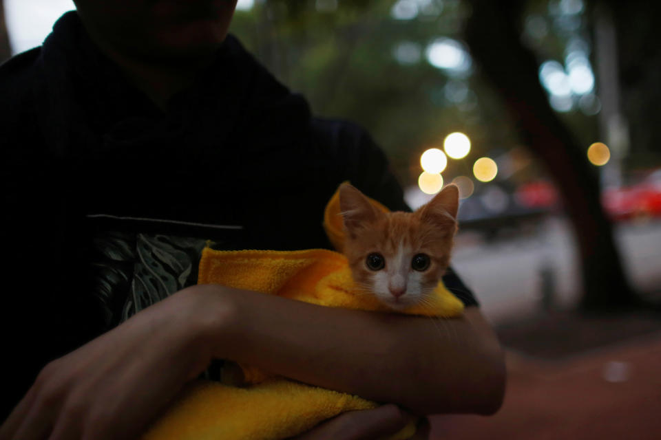 <p>A kitten is pictured after it is recently adopted at a provisional pet shelter following an earthquake at Condesa neighbourhood in Mexico City, Mexico, Sept. 22, 2017. (Photo: Carlos Jasso/Reuters) </p>