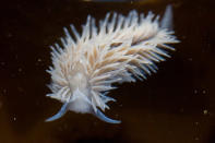 <b>Aeolidia papillosa</b> <br> <b><a href="http://www.zegreenweb.com/sinformer/dix-nudibranches-aux-couleurs-resplendissantes,49504" rel="nofollow noopener" target="_blank" data-ylk="slk:Retrouvez l'intégralité de ce diaporama sur Zegreenweb;elm:context_link;itc:0;sec:content-canvas" class="link ">Retrouvez l'intégralité de ce diaporama sur Zegreenweb</a></b><br> Présent sur la côte atlantique jusqu’au golfe de Gascogne et dans le golfe du Saint-Laurent, ce nudibranche vit dans les eaux peu profondes et froides. Il peut atteindre jusqu’à cent-vingt millimètres de long. Sur son corps blanc, son « manteau » est recouvert de cérates. L’éolien à papilles se distingue notamment par le V blanc que l’on retrouve sur l’avant de sa tête.