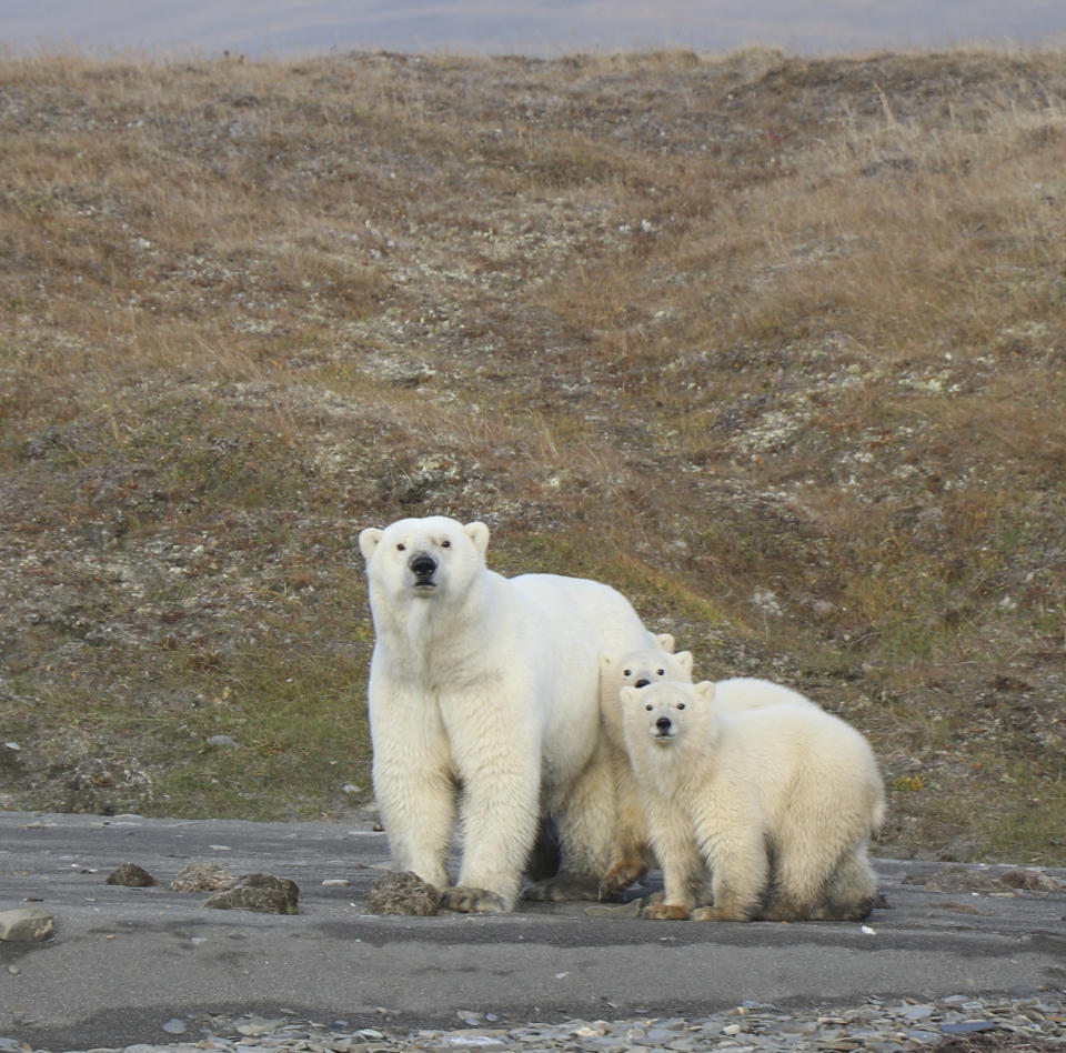 In this undated photo provided by Eric Regehr, polar bears are seen on Wrangel Island in the Arctic Circle. A study of polar bears in the Chukchi Sea between Alaska and Russia finds that the population is thriving for now despite a loss of sea ice due to climate change. Lead author Eric Regehr of the University of Washington says the Chukchi may be buffered from some effects of ice loss. Regehr says polar bears can build fat reserves and the Chukchi's abundant seal population may allow bears to compensate for a loss of hunting time on ice. (AP Photo Eric Regehr via AP)