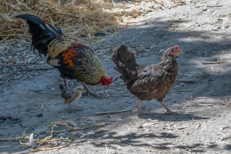 Chickens scatter not as Sacramento County workers dismantle a homeless encampment in Rio Linda with heavy equipment on Monday.