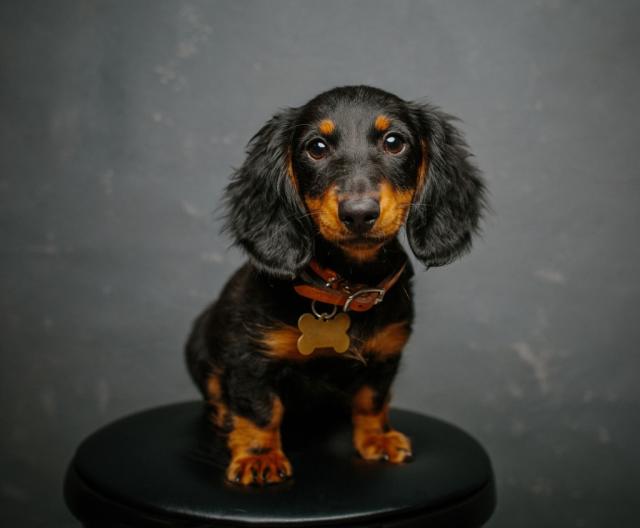 Dachshund Puppies: Cute Pictures and Facts