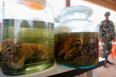 Tiger cub carcasses are seen in jars containing liquid as officials continue moving tigers from the controversial Tiger Temple, in Kanchanaburi province, west of Bangkok, Thailand, June 3, 2016. REUTERS/Chaiwat Subprasom