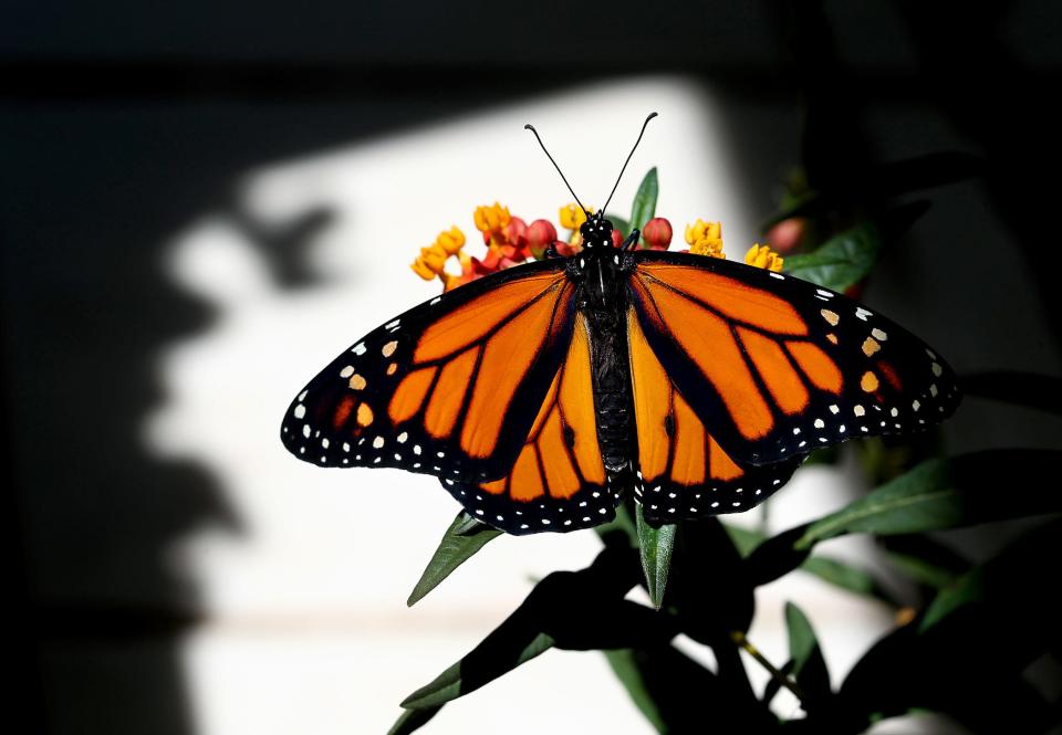 A monarch butterfly lands on a milkweed flower to begin the life cycle again in West Palm Beach, Florida on April, 2012.