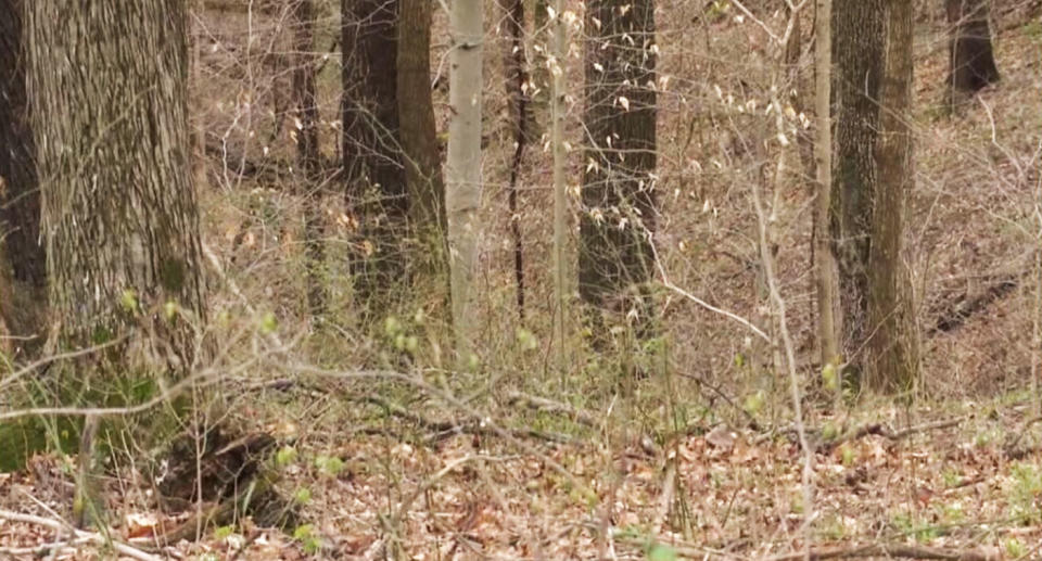 Woodland area in Indiana where the body was found.