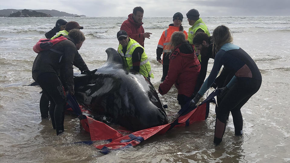A huge rescue mission to save some 270 pilot whales stranded off Tasmania's remote west coast is underway. Source: Tasmania Police