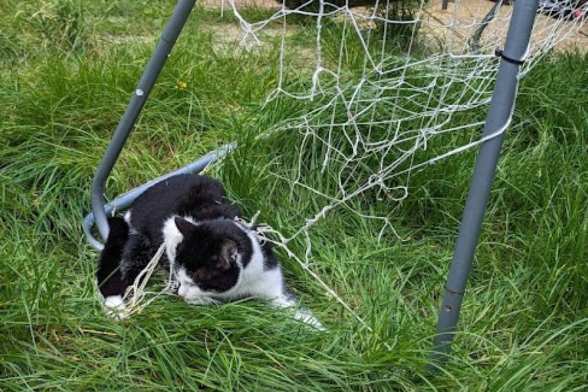 A cat was trapped in garden netting in Carshalton <i>(Image: RSPCA)</i>