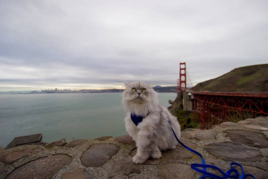 He also visited San Francisco, taking in the Golden Gate Bridge