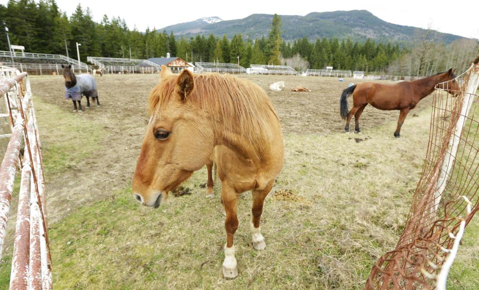 Horses stand in the rodeo area of the Darrington Fairgrounds in Darrington, Wash., Wednesday, March 26, 2014. Horses who were displaced by the massive mudslide that hit the area last Saturday are being cared for by volunteers at the fairgrounds, who say they also have room for other animals. (AP Photo/Ted S. Warren)