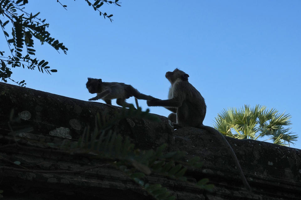 Monkeys walk on a wall at Angkor Wat temple complex in Siem Reap province, Cambodia, Tuesday, April 2, 2024. Cambodian authorities are investigating the abuse of monkeys at the famous Angkor UNESCO World Heritage Site. Officials say some YouTubers are physically abusing the macaques to earn cash by generating more views. (AP Photo/Heng Sinith)