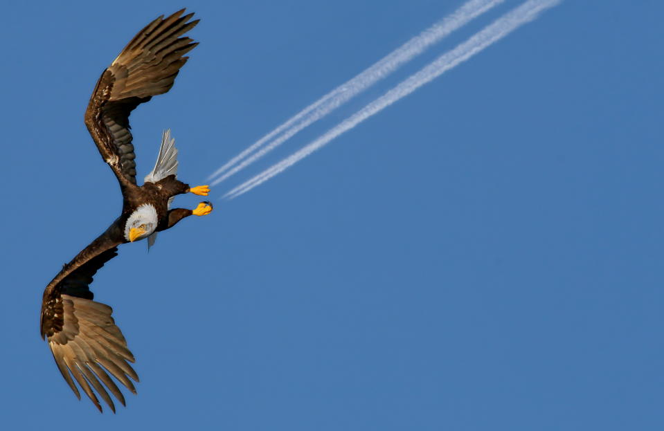 This bald eagle may look like it is jet propelled - but it's actually been photographed as an airplane flies in the distance. In a once-in-a-lifetime shot, the engines' exhaust trails appear as if they are billowing out of the bird's talons as it soars through the air. The extraordinary moment was captured on camera by Pam Mullins close to her home in Prince Rupert, British Columbia, Canada. Production manager Pam, 49, said she was stunned when she looked back at her photographs and realized what she had photographed. (Photo: Pam Mullins/Solent News/Rex/Rex USA)