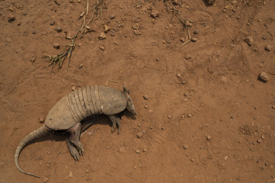In this Nov. 29, 2019 photo, a dead armadillo lies on a dirt road in Campo Verde, near Itaituba, Para state Brazil. The clock is ticking. Already the Amazon is growing warmer and drier, losing its capacity to recycle water, and may become savannah in 15 to 30 years, said Carlos Nobre, a climate scientist at the University of Sao Paulo. (AP Photo/Leo Correa)