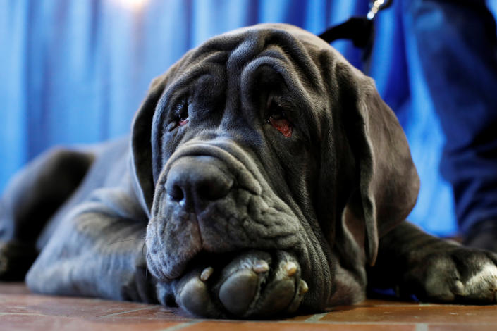 Romeo, a Neapolitan mastiff, rests during the AKC Meet the Breeds event ahead of the 143rd Westminster Kennel Club Dog Show in New York, Feb. 9, 2019. (Photo: Andrew Kelly/Reuters)
