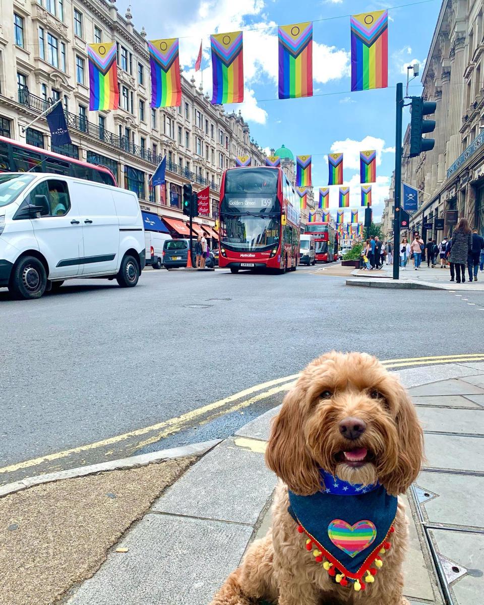 Dog at Pride