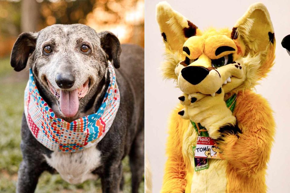 <p>Getty; AGNES BUN/AFP via Getty</p> Older dog and Anthrocon